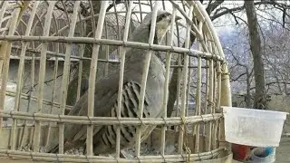 Нарай ё Мода ? Мо Нар Гуфтем  Чуҷаи Тирамоҳии я Бародар Chukar که و Keklik Куропатка Kabk