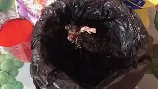 КАК СОХРАНИТЬ ПИОН ДО ВЫСАДКИ В САДУ.