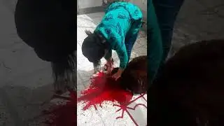 girl slaughtering a sheep