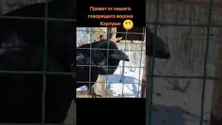 КАРЛУША ПЕРЕДАЕТ ВАМ ПРИВЕТ