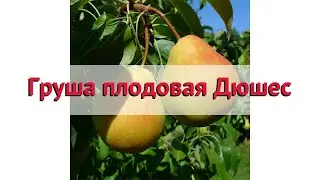 Груша плодовая Дюшес 🌿 Обзор: посадка и уход. саженцы, крупномеры груши: описание и особенности