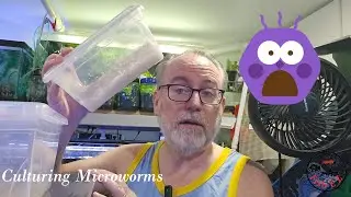 Culturing Microworms using low-odor method, easy harvesting method