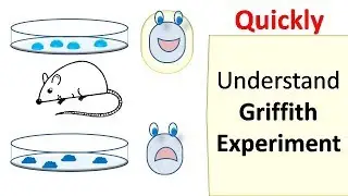 Griffith's experiment