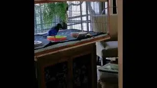 Russell Crow learning to balance