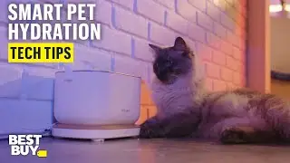 Smart Hydration with PETLIBRO Dockstream App Monitoring Pet Water Fountain – Tech Tips from Best Buy