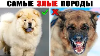 5 Злейших Пород Собак в Мире