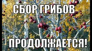 ГРИБЫ Рядовки,говорушки,опята,вешенки/Сбор ГРИБОВ/Грибы Саратовской области.Грибы 2021