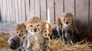 13 Cheetah Cubs born!