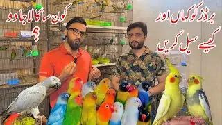 Kashif Yousaf Love Bird Breeding Setup/Farm in Multan Pakistan I Birds Business | success story