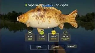 РР4 Карп Чешуйчатый Призрак