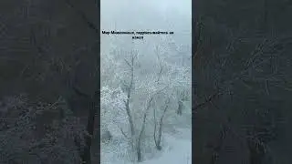 Ёжик в тумане. Треш в Калининграде. 