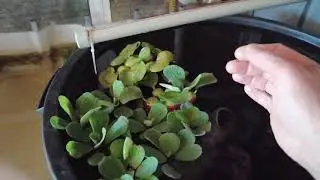 моё мини УЗВ. купил эйрхорнию