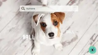 Pet-Friendly 55 Plus Communities In Florida
