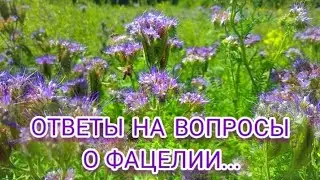 КОГДА СЕЯТЬ ФАЦЕЛИЮ? ФАЦЕЛИЯ ПО ЦЕЛИНЕ. КАК СОЗРЕВАЕТ ФАЦЕЛИЯ? ЧЕМ СЕЯТЬ ФАЦЕЛИЮ? КАКАЯ УРОЖАЙНОСТЬ?