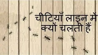 चीटियाँ लाइन में क्यों चलती हैं इसका कारण जानकर हैरान हो जायेंगे आप