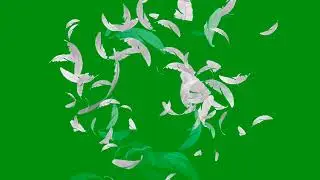 feather green screen