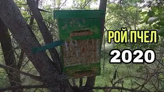 ПОЙМАЛ ПЕРВЫЙ РОЙ ПЧЕЛ 2020 !!!