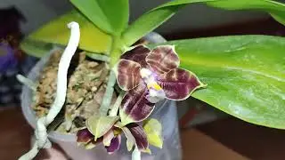 MCL 147 P. Mituo Purple Dragon "Blue Python". Растение от Миту