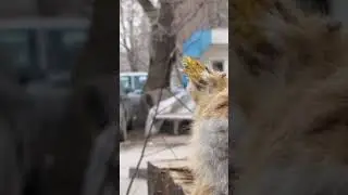 Страшный утренний будильник