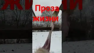 ЖИЛ БЫЛ У БАБУШКИ СЕРЕНЬКИЙ КОЗЛИК.