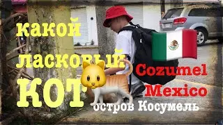 Ласковый Кот I Остров Косумель - Мексика, Isla Cozumel