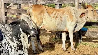 Goodbye Goiatuba! Thank you for the milk you provided us.