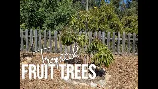 Creating a Tropical Fruit Tree Garden - Grumichama, Canistel, and Lemon Mangosteen Additions