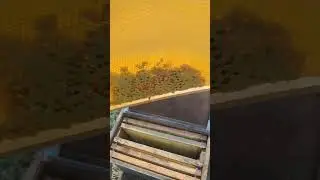 СНОГСШИБАТЕЛЬНЫЙ РЕЗУЛЬТАТ когда я заглянул в этот ПЧЕЛИНЫЙ РОЙ я был ПРОСТО В ШОКЕ СКОЛЬКО МЁДА😳☝️🐝