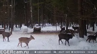 Олени. Зимняя поляна )Всегда свежие фото и видео с фотоловушек Егерькам.