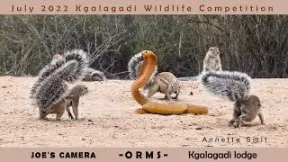 July 2022 Kgalagadi wildlife photo finalists