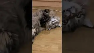 Меня зовут Кирпич и я ВАМПИР
