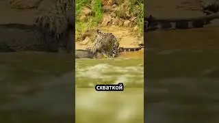 Ягуар против крокодила: смертельная схватка у озера! 🐆🐊🔥 
