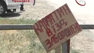 Подложили свинью