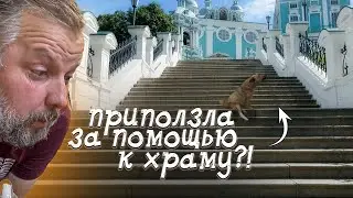 The dog that was looking for help from people near the church...