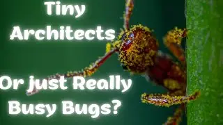 ANTS: Small Сreatures - Big Achieves!