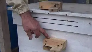 Как Защитить Ульи от Пчел Воровок? Совет Пчеловода.