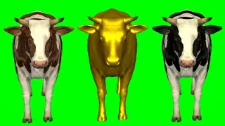 Cow Animals Green Screen | Animals Stampede Video | Animals Running
