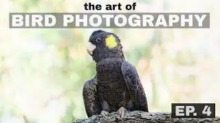 How to improve backgrounds? The Art of Bird Photography (Episode 4)