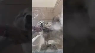 Dog groomer gives shedding Husky a blow out!