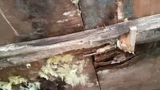 🐝 Осиное гнездо/🏚️Если не обработать доски, его съедят личинки 🫣/Германия