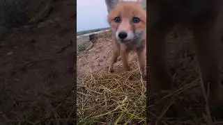Сute fox cub noticed our @gopro camera 