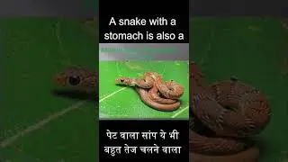 बैंडेड रेसर स्नेक और ग्लॉसी-बेली रेसर स्नेक: शैक्षिक वाइल्डलाइफ शॉर्ट  #snake #bandedracer  #cobra