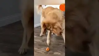 Микс Котов Собак и Апельсин🐱🤣 