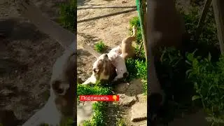Нянька Малыш 💞