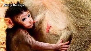 Maria bites her baby | Kary got bite seriously from DeeDee, Sweatie and Dolly