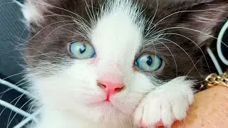 ЗАБРАЛИ у Мани клубничку - УЖАС ужасный! Татьяна привезла в КОТОЯСЛИ нового жителя! ГЛАЗА - ОКЕАН!