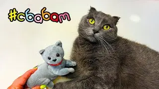 Милые кошки мамы и котята от Сбабам Mammy Surprise Cat