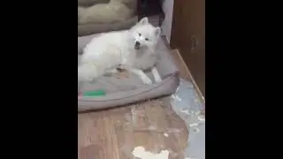 Как отучить собаку грызть вещи в отсутствие хозяина ?! 