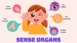 Our Sense Organs | Let's Learn Our 5 Sense Organs | Our 5 Senses | Science