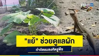 "แย้" ช่วยดูแลผัก กำจัดแมลงศัตรูพืช